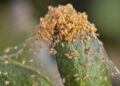 How To Identify and Treat Spider Mites