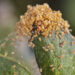 How To Identify and Treat Spider Mites