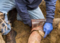 Tips to Resolve Sewer Line Blockage Caused by Tree Roots