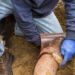 Tips to Resolve Sewer Line Blockage Caused by Tree Roots