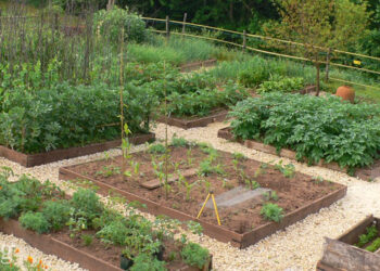 8 Tips for a Successful Vegetable Garden: Growing Vegetables Made Easy