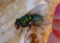 How Can You Get Rid Of Bluebottle Flies?