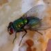 How Can You Get Rid Of Bluebottle Flies?