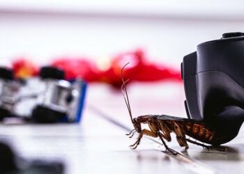 How to Prevent Roaches from Invading your Drains