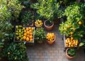 Specialist-Backed Reasons Fruit Trees for Sale Suit Front Gardens and Shared Spaces